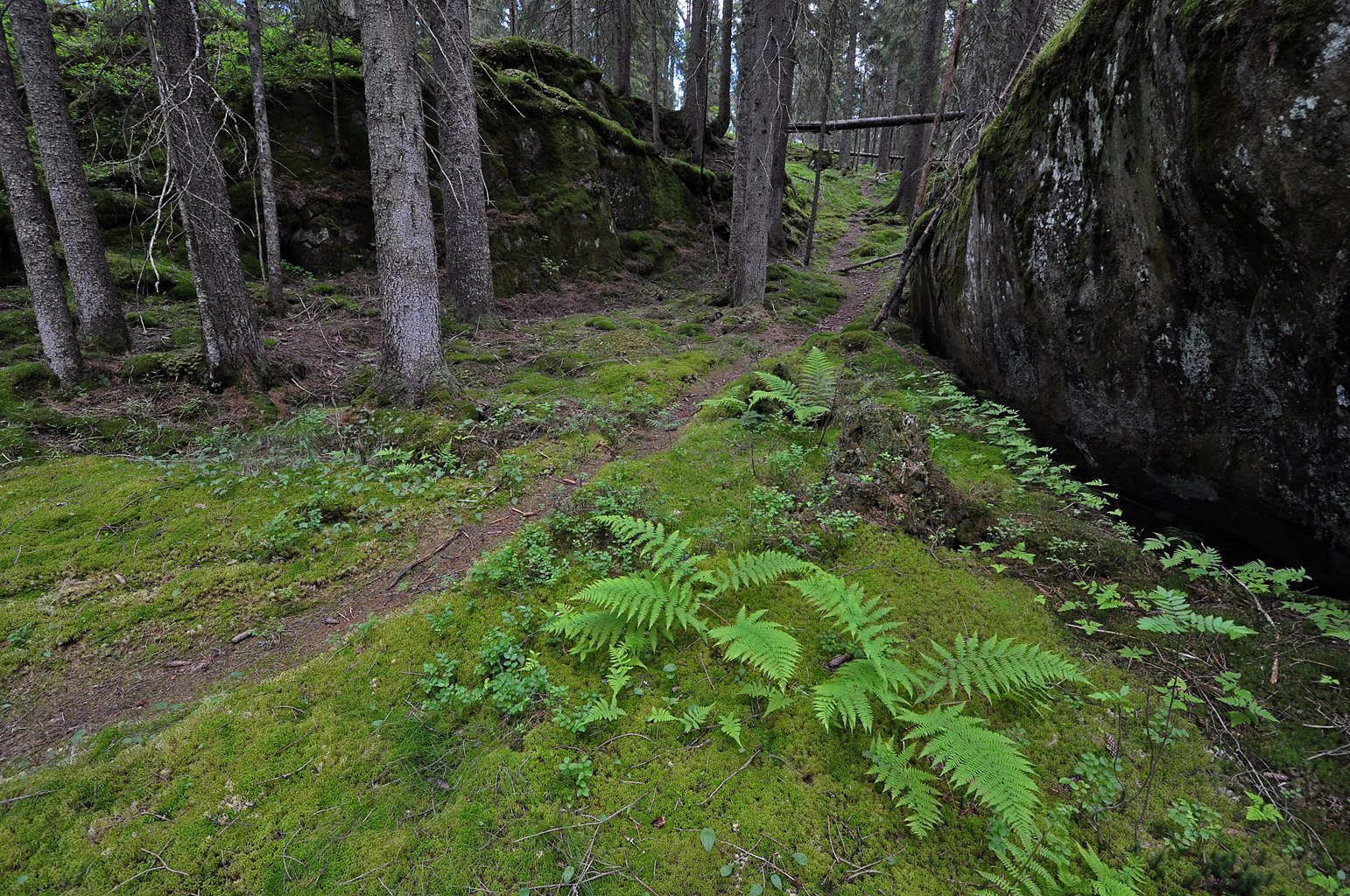 Et tråkk mellom skrenter