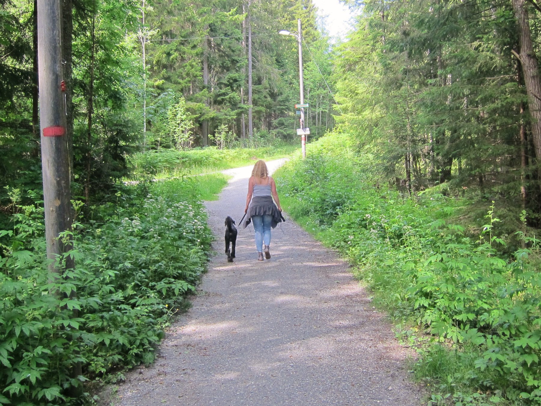Ettermiddagstur i skogen