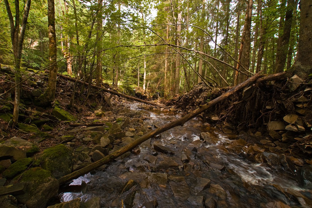 Falne trær i Urselva