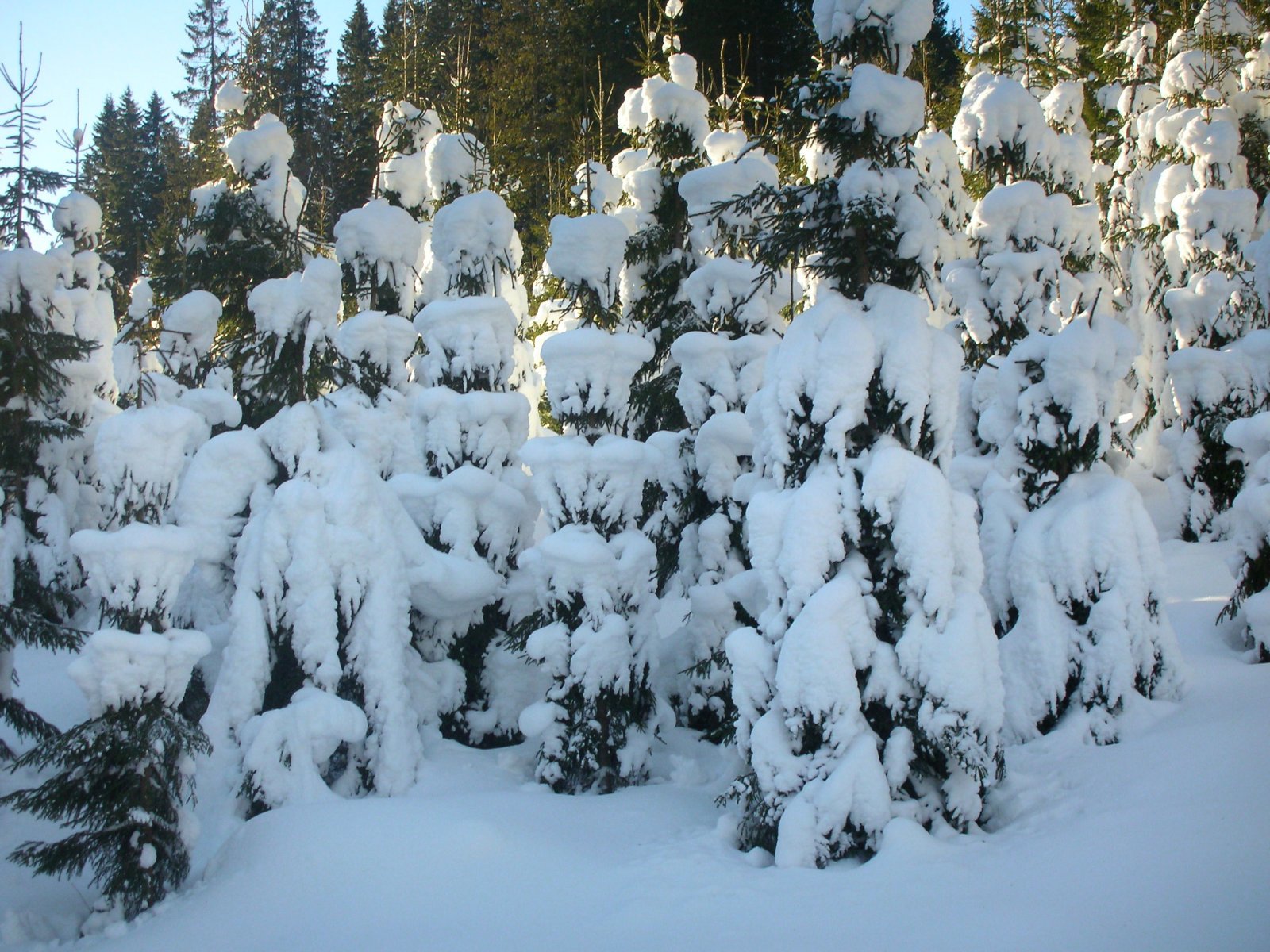 Februarkulden slipper taket