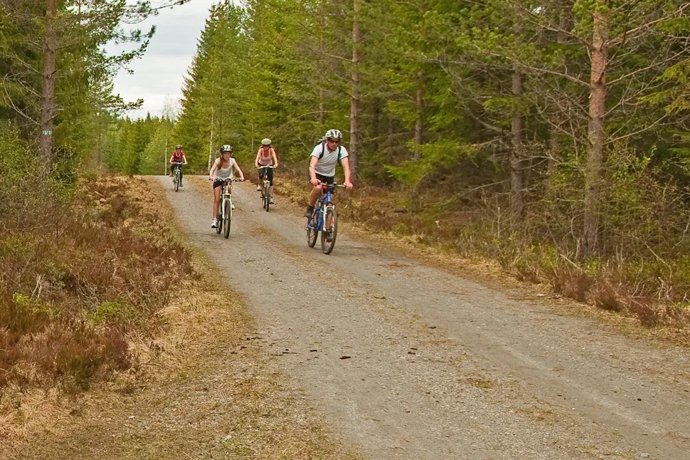 Fine sykleforhold på skogsbilveiene