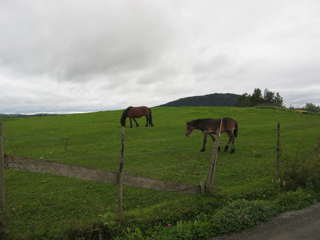 Firbente i Prestegardshagen ved Pilgutua
