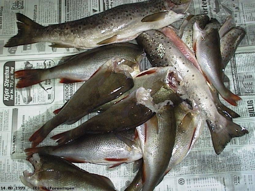 Fiskefangst fra Aklangen, Katnosa og Fidlingen