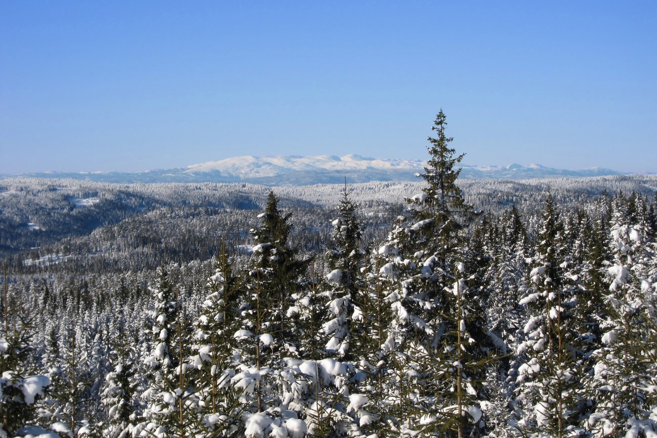 Fjellutsikt fra Vidvangen