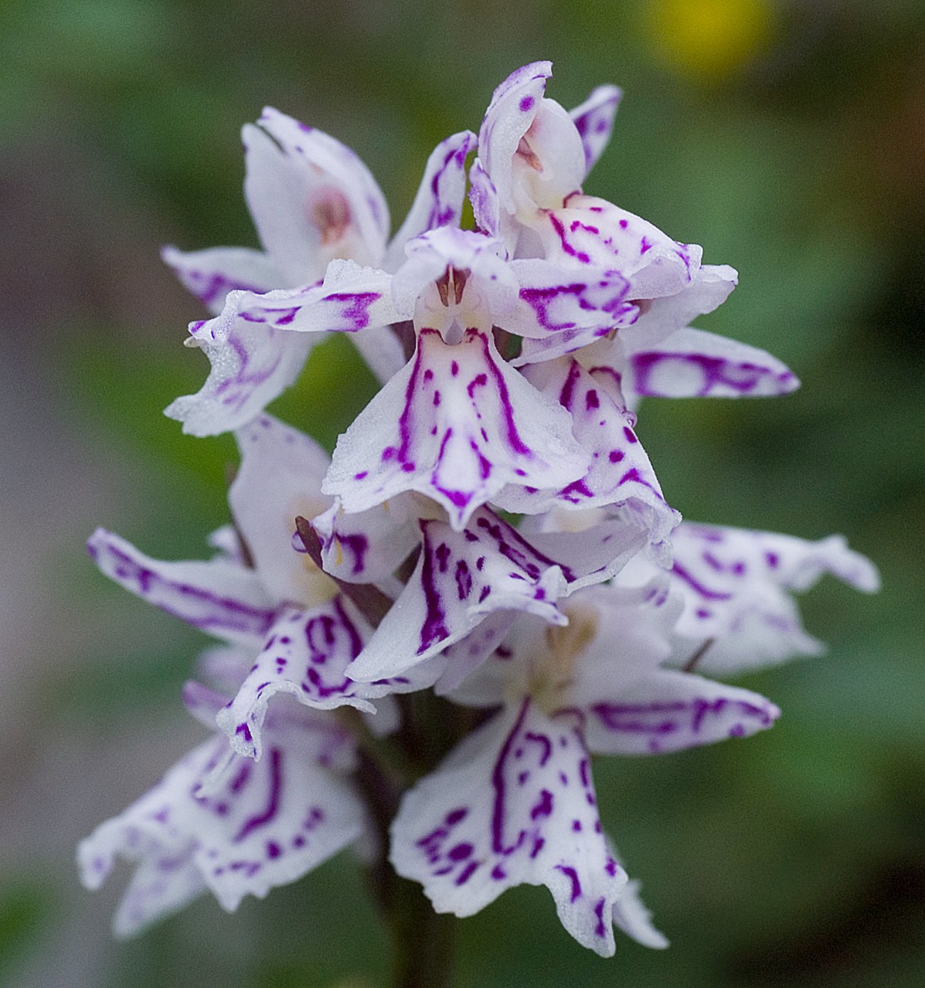 Flekkmarihånd ved Hauken