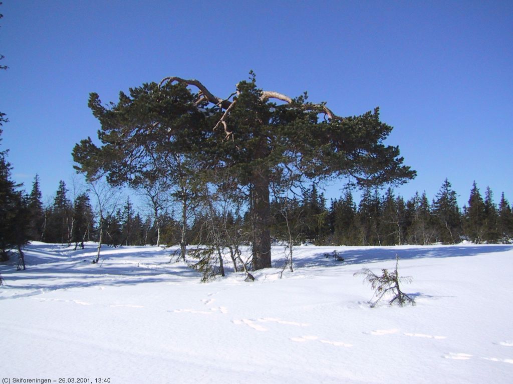 Flott furu på myra ved Heikampen