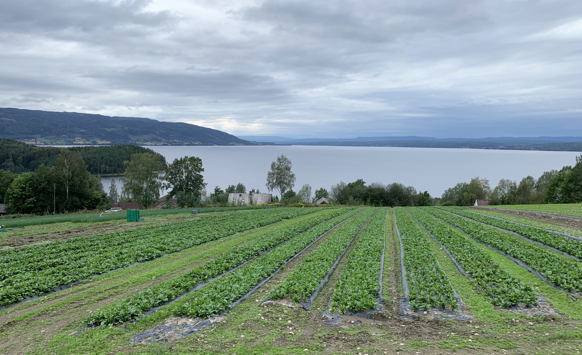 Flott utsikt mot Vikersund ytterst på Røysehalvøya