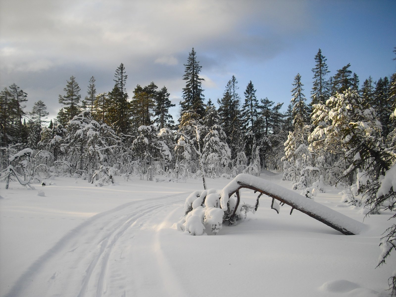Flott ved Lårviktjern