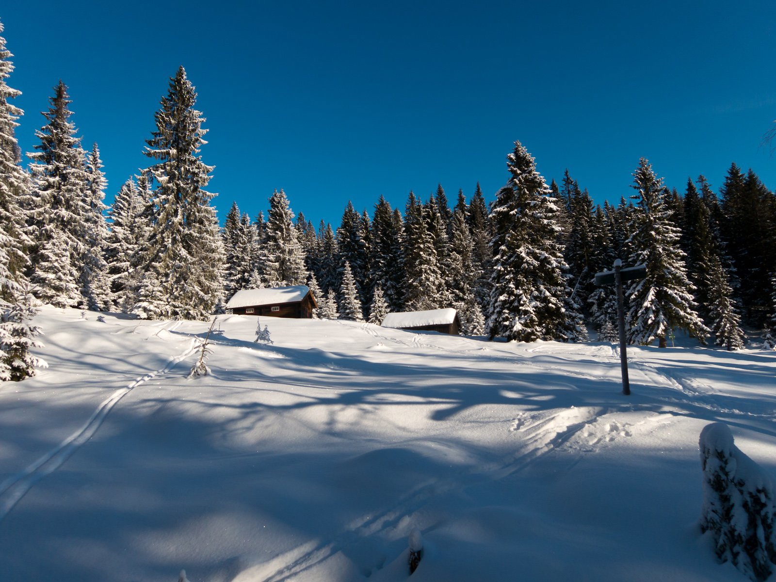 Forsiktig hogst på Stovivollen