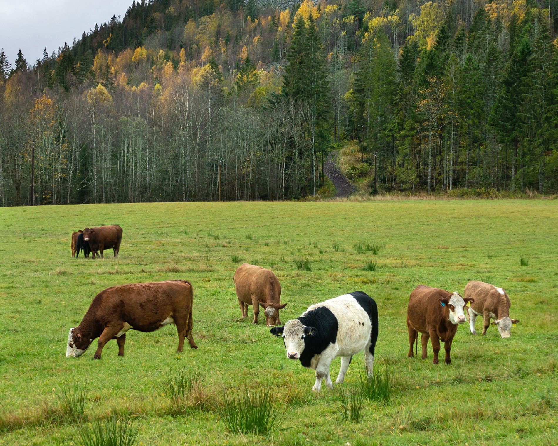 Fortsatt dyr på beite ved Jordbru