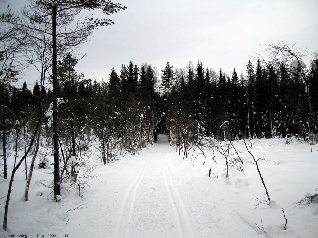 Fra løypa over Hestemyr