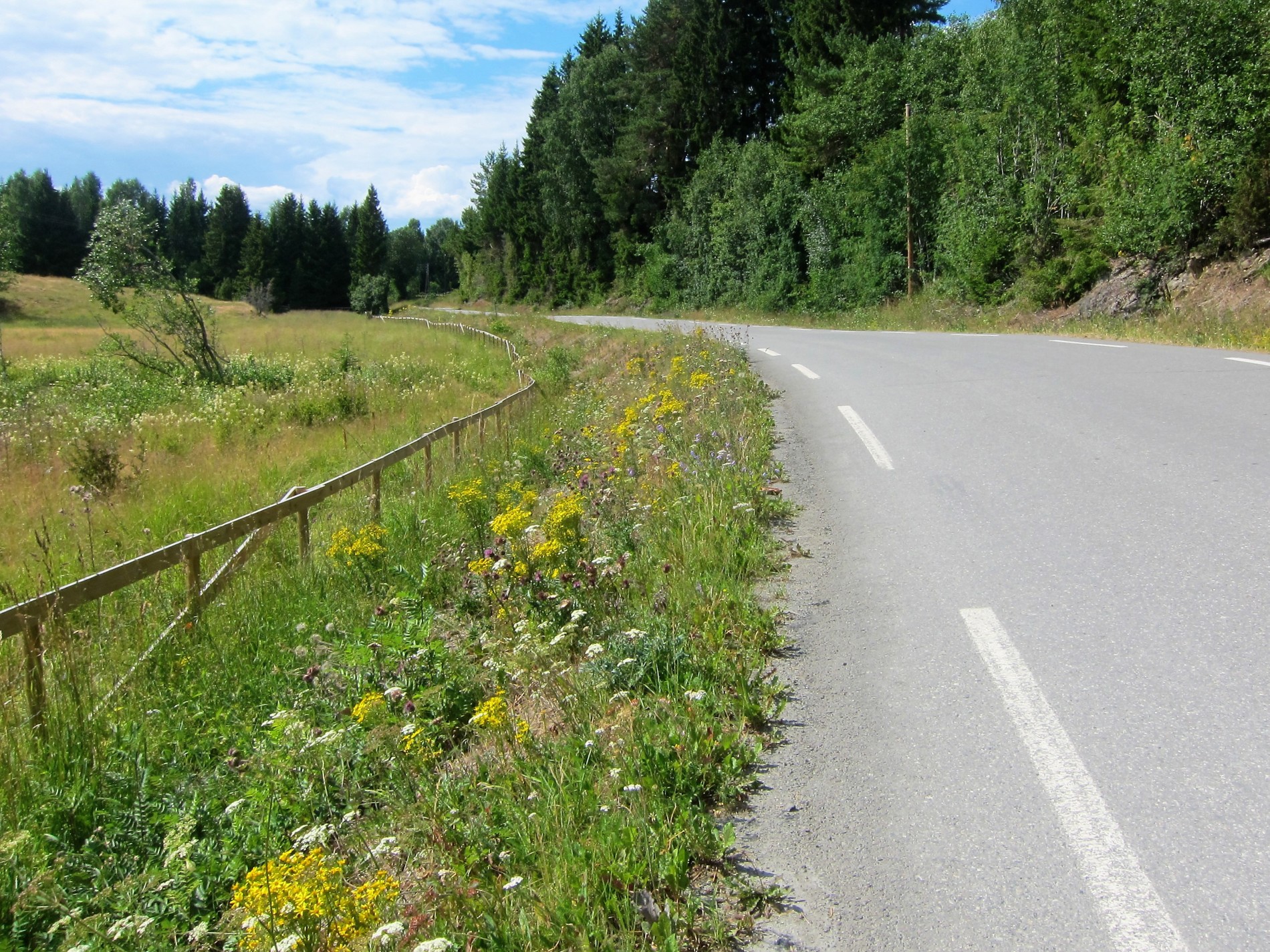 Frodig i veikanten ved Grimsrud