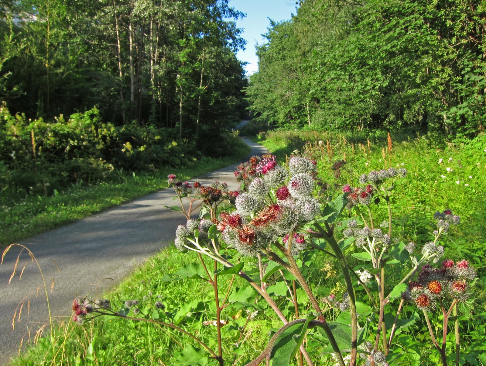 Frodig langs turveien