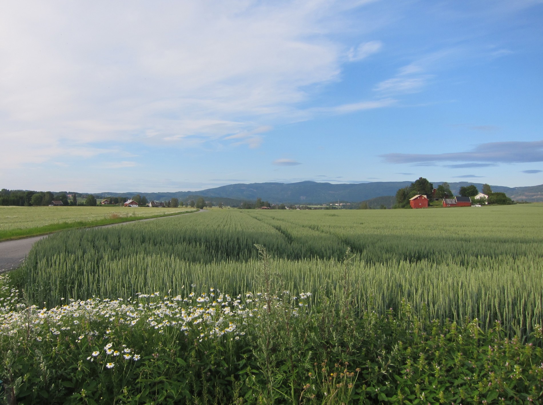 Frodig på Steinssletta
