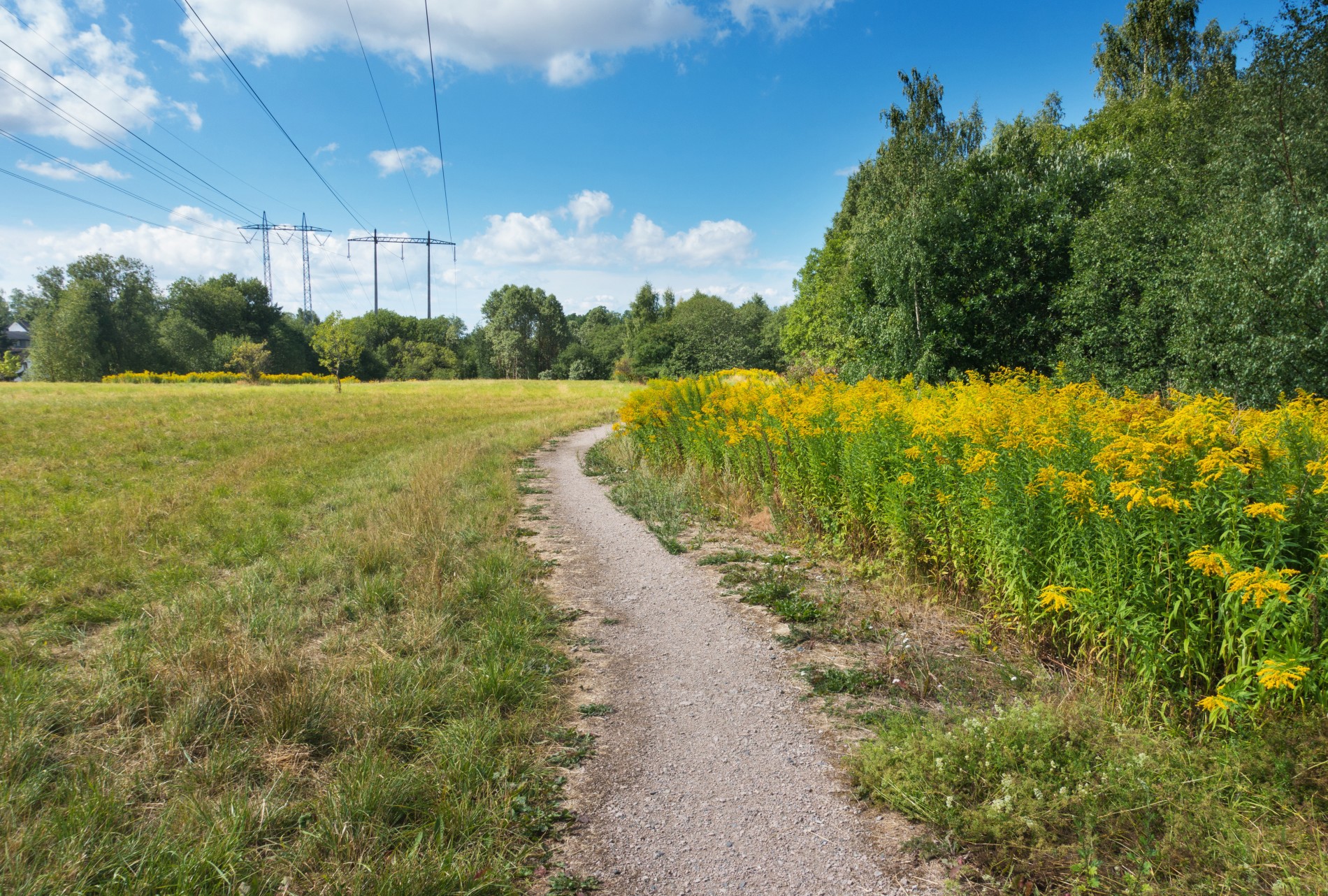 Frodig til tross for tørke