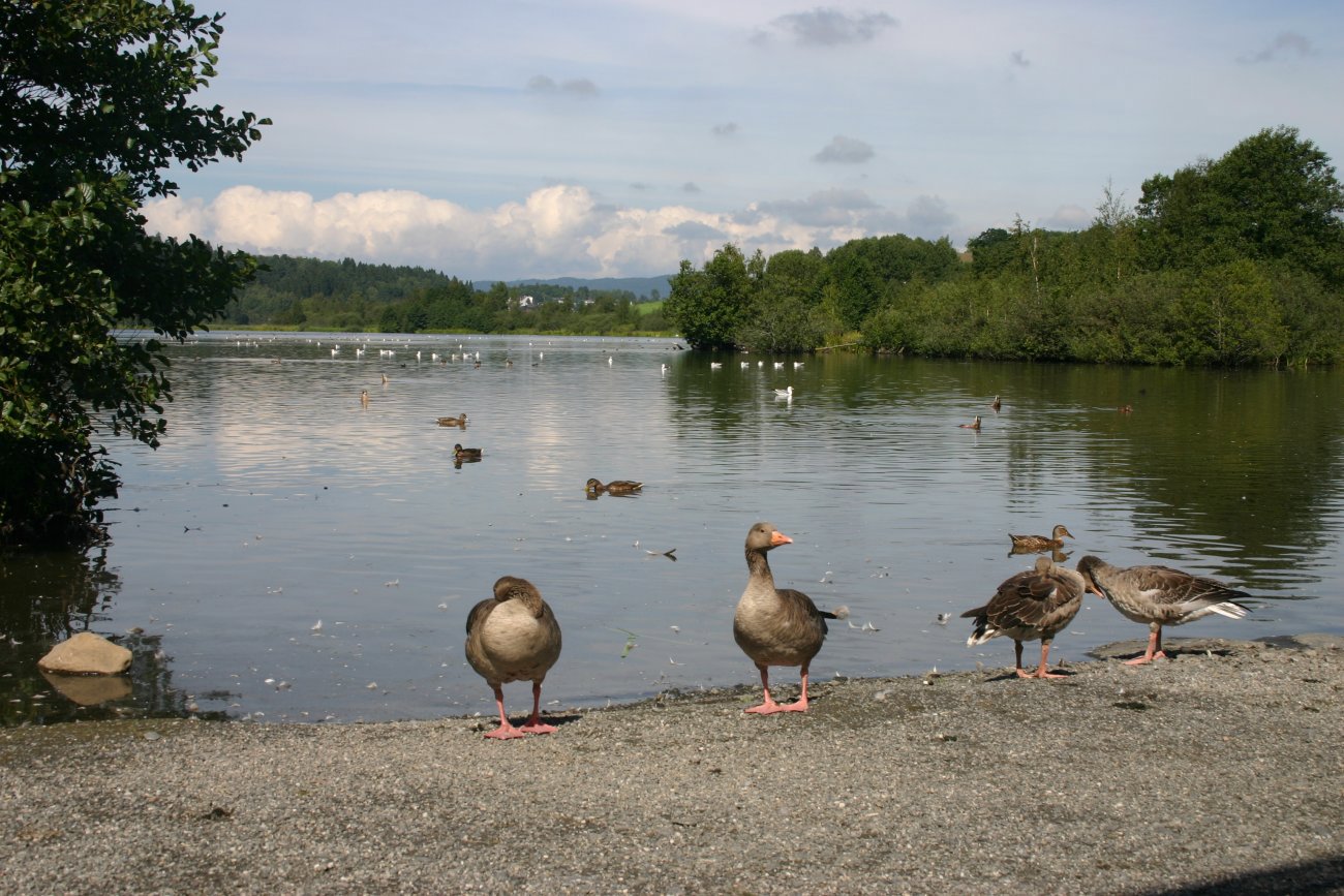 Fugleliv ved Østensjøvannet
