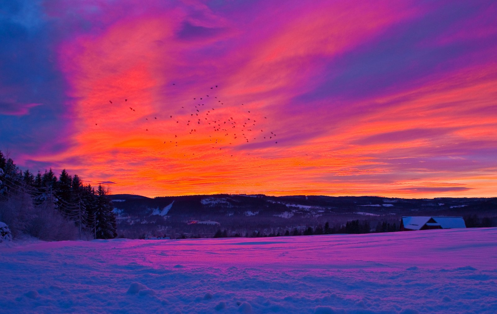 Fugler på ildfull himmel