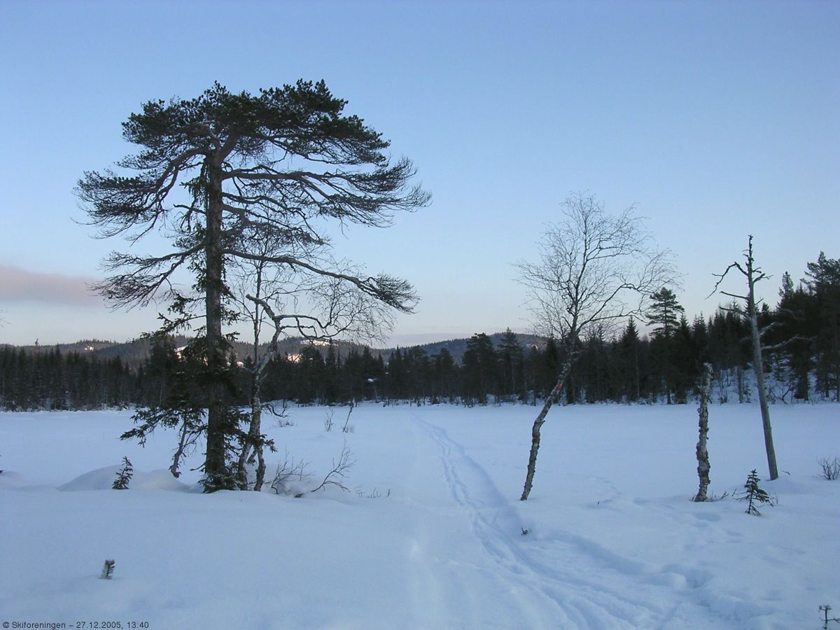 Fur(u)et værbitt ved Møkkalitjern