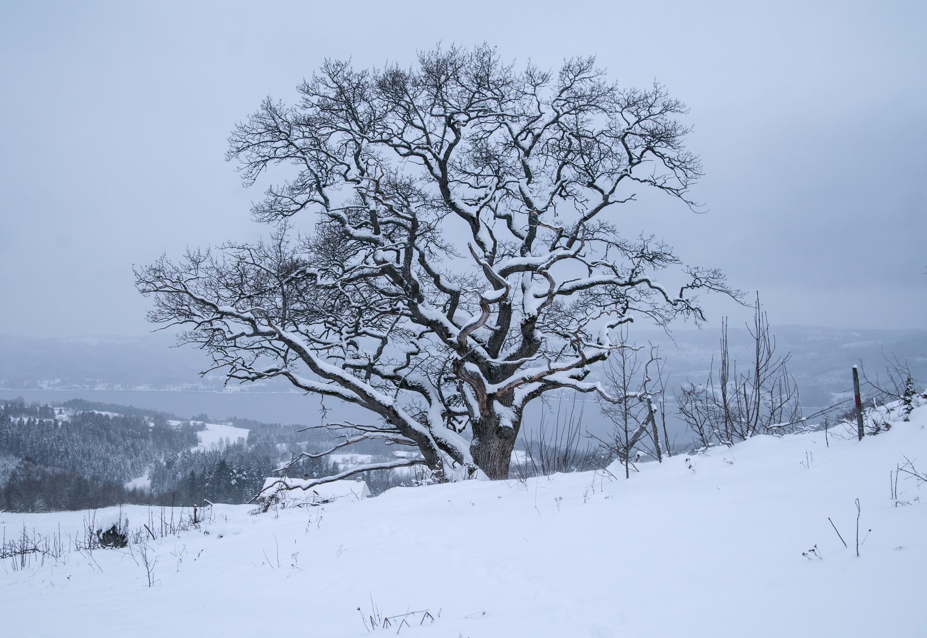 Gammel eik ved Klæstad