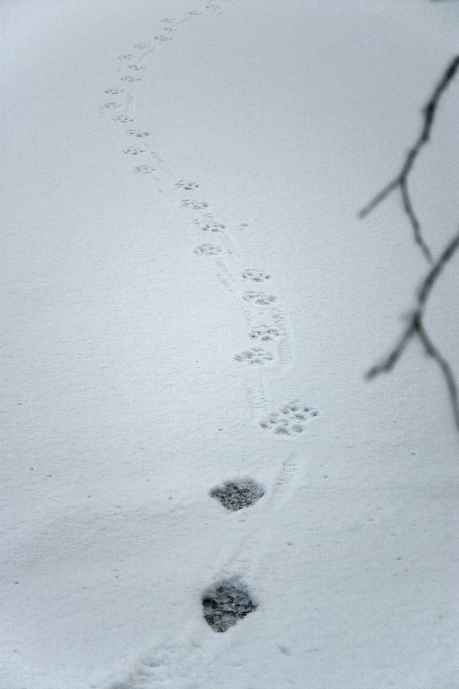 Gaupespor ved Myrdammen