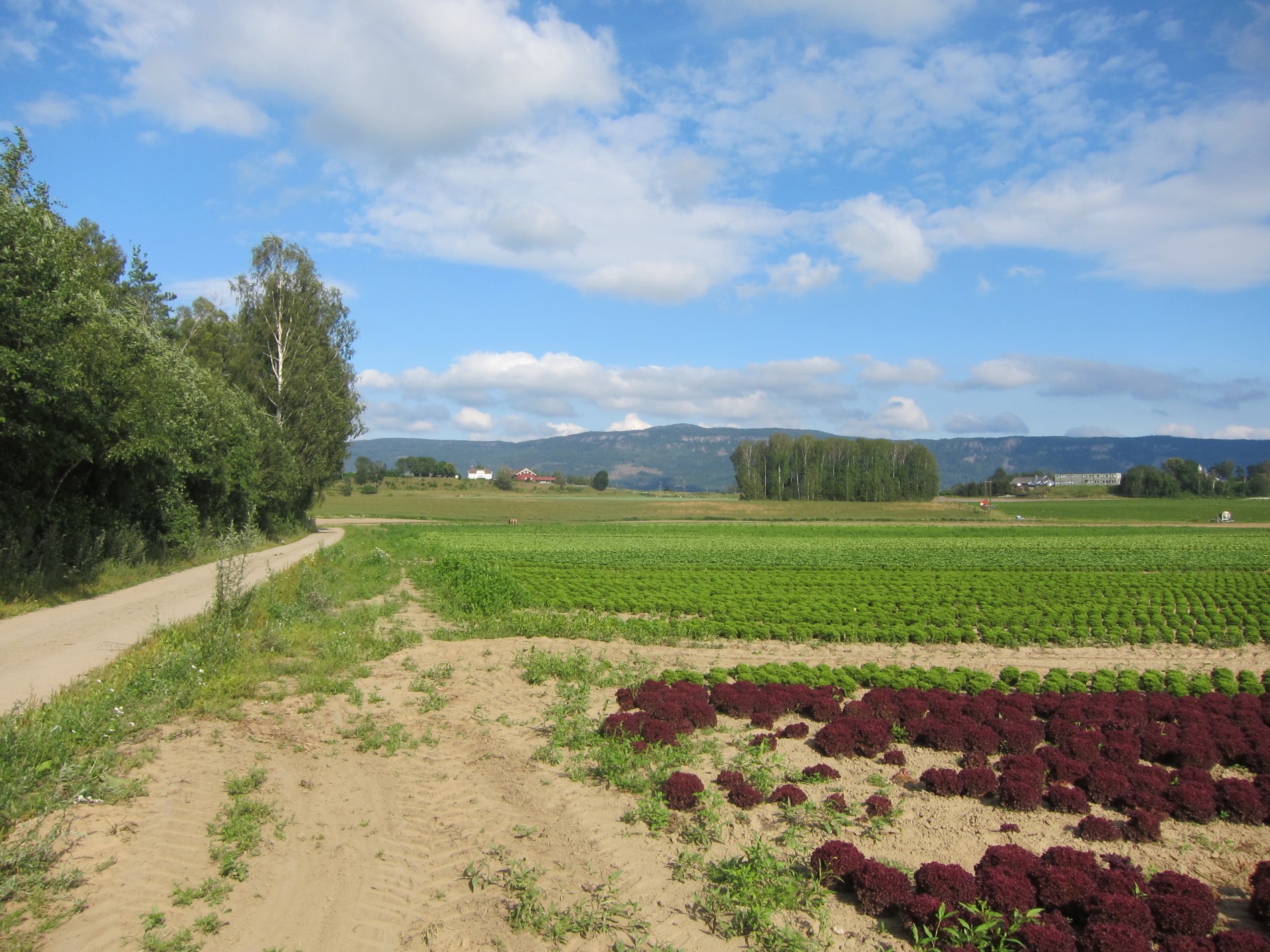 Gjennom åkerlandskap mot Mo gård