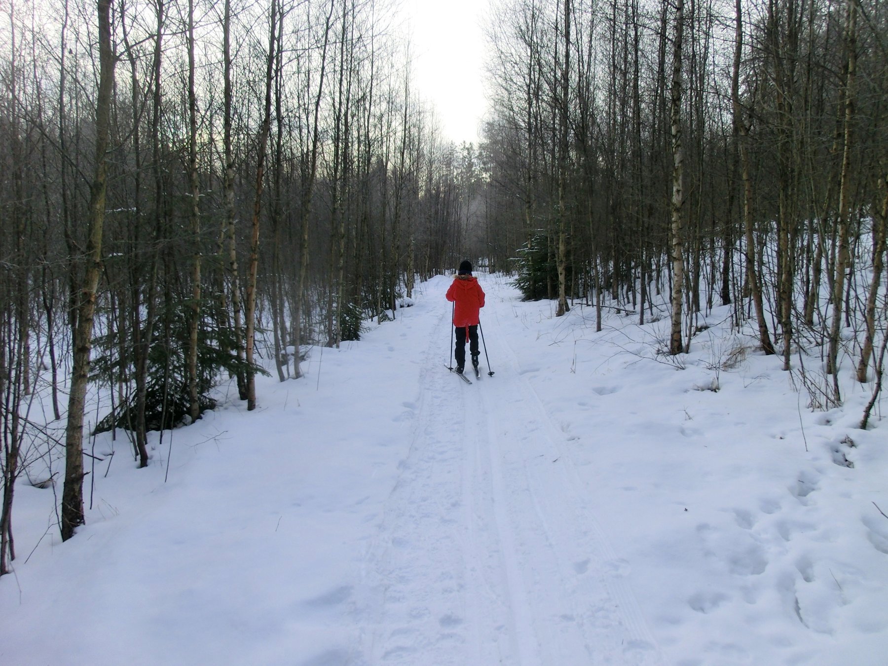Gjennom bjørkeskogen