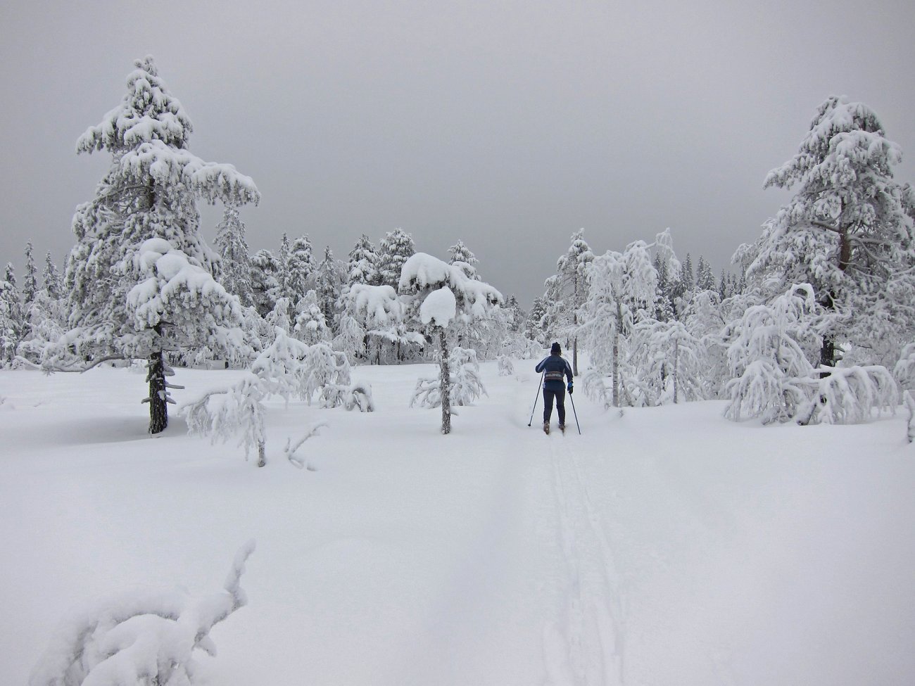 Gjennom en lite brukt trasé på Krokskogen