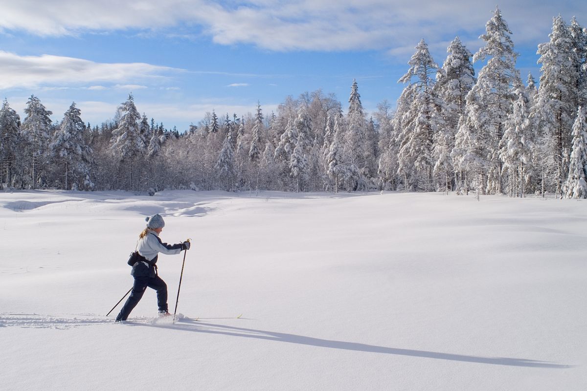 Gjennom nysneen i Bærumsmarka