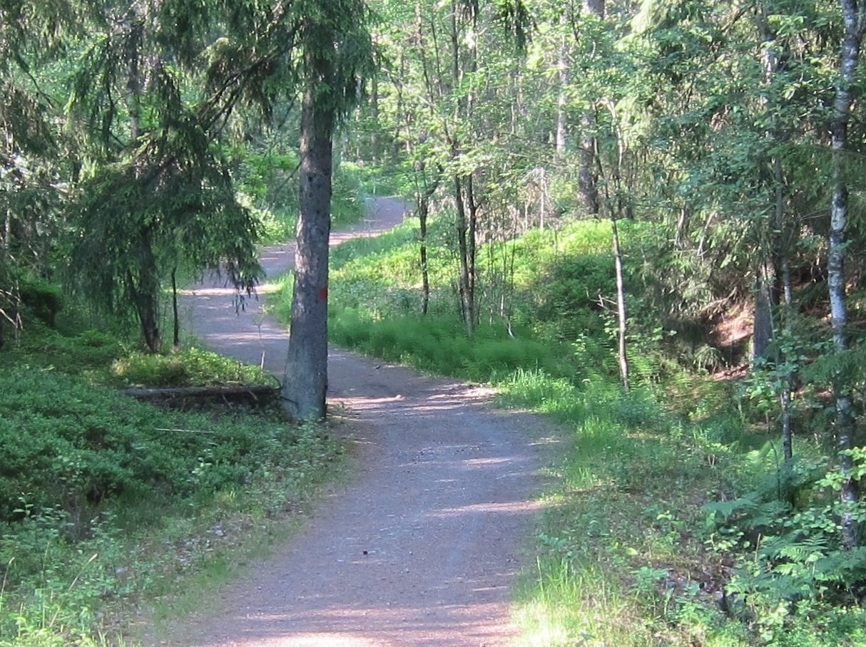 Gjennom Thorbjørnsrødskogen