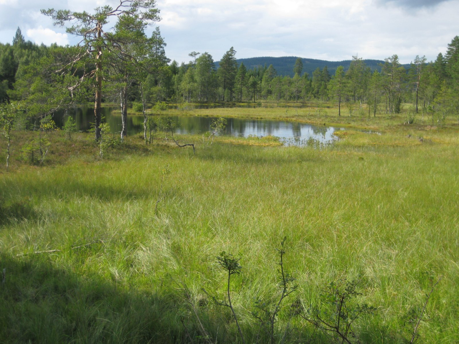 Gjevtjernet på Romeriksåsen