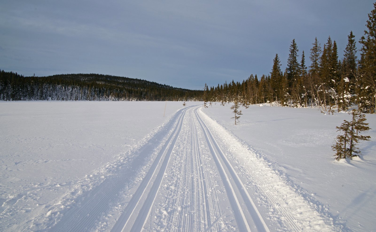 Glimrende forhold på Sjutjernsmyra