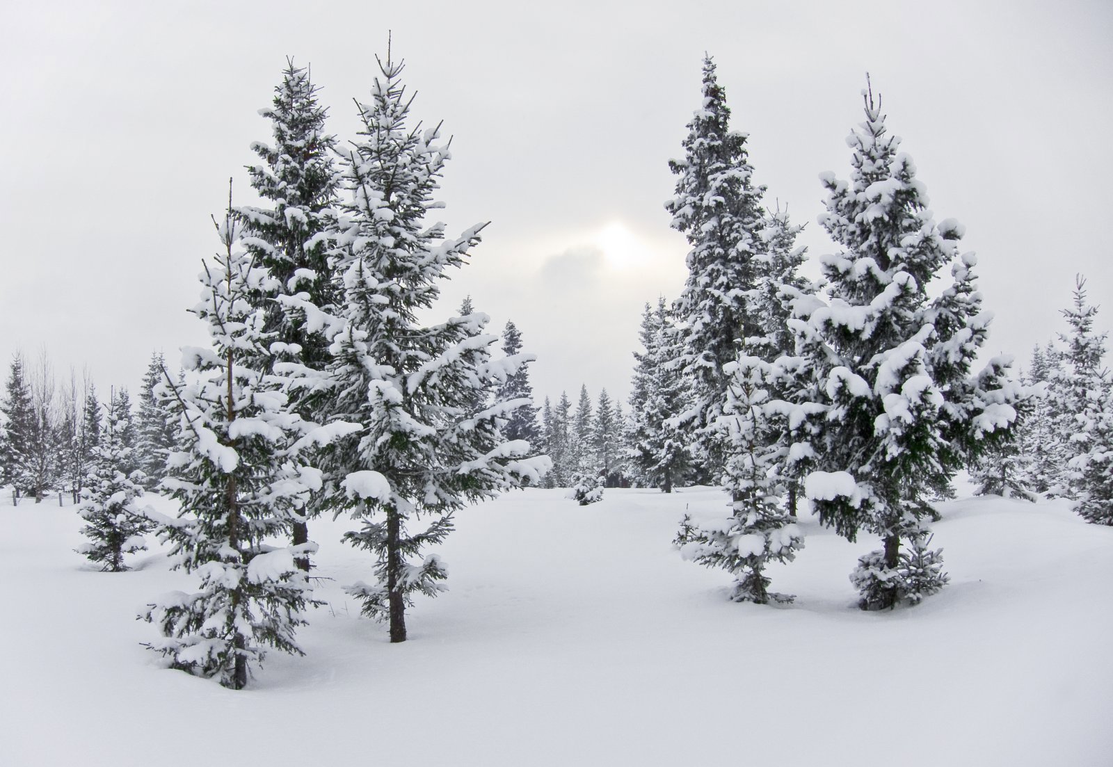 Glissen granskog ved Lundsætra