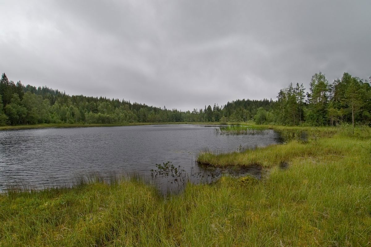 Grå augustdag ved Langtjern