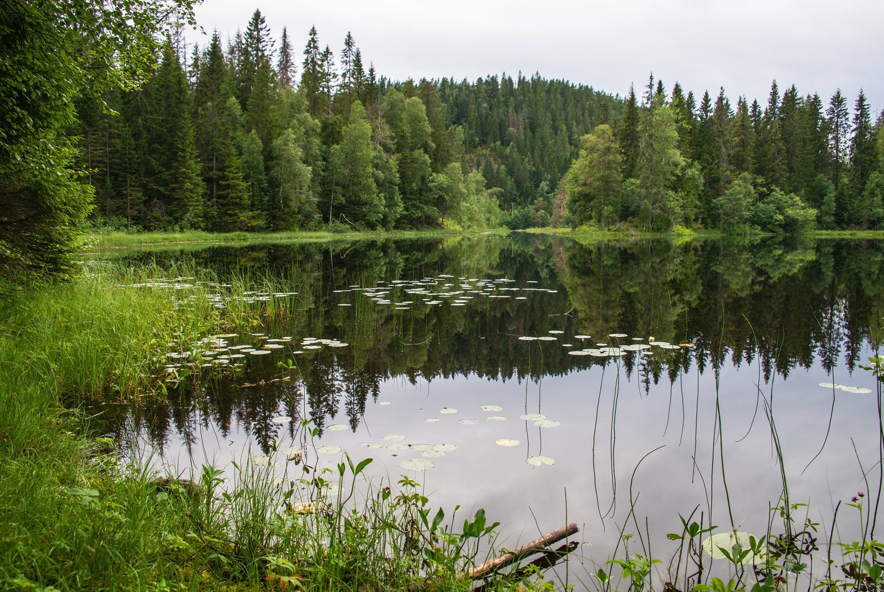Grå kveld ved Rognlivann
