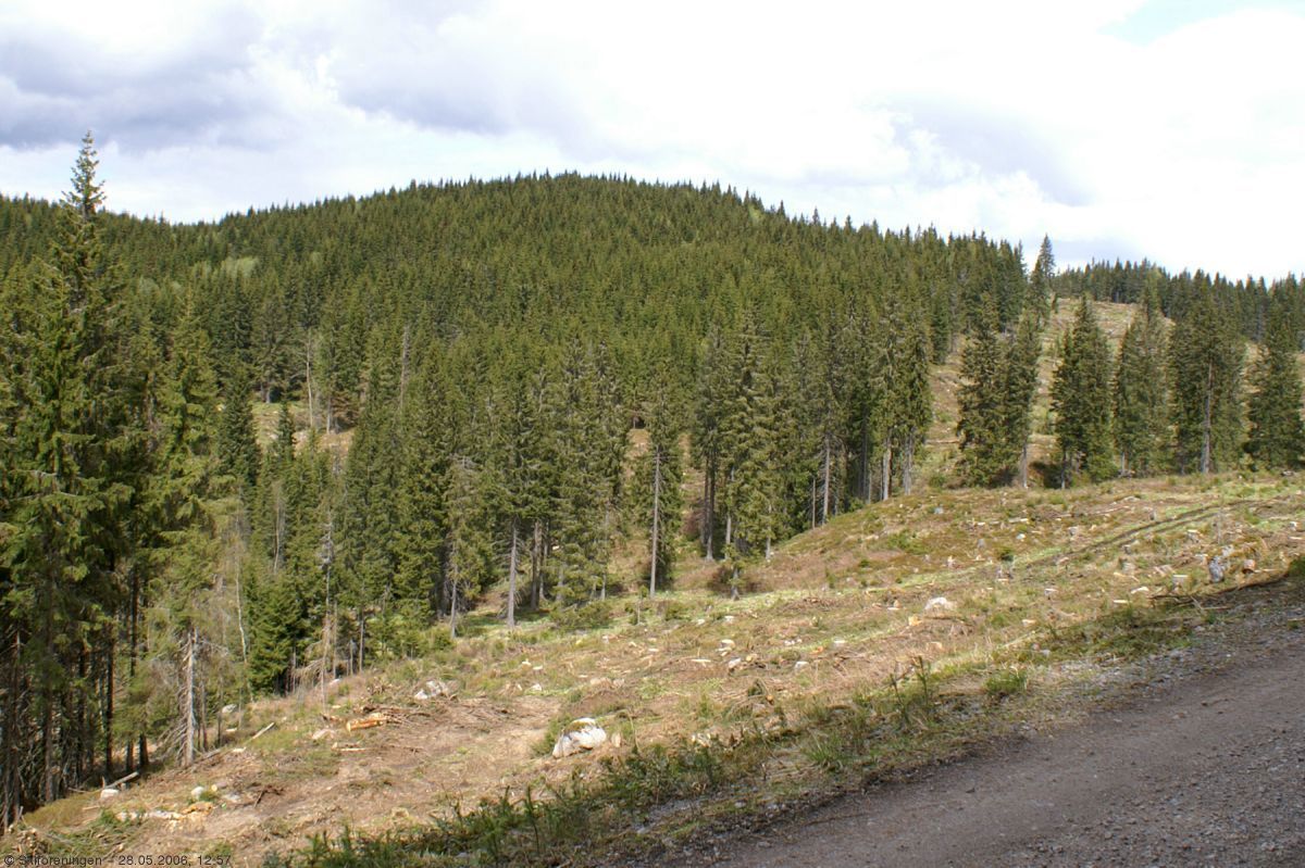 Grantrærne dominerer på Katnoshøgda