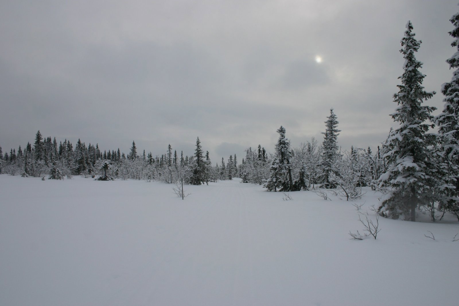 Grått men fint på Gråsteinmyra