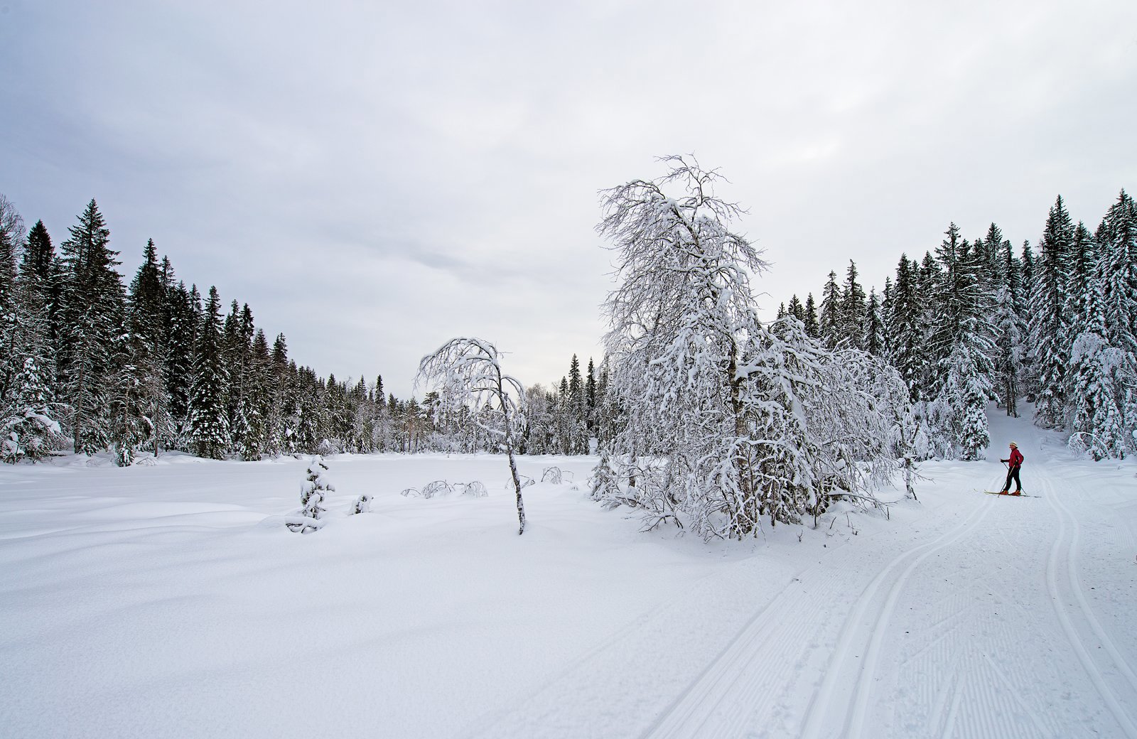 Grått ved Lorttjern