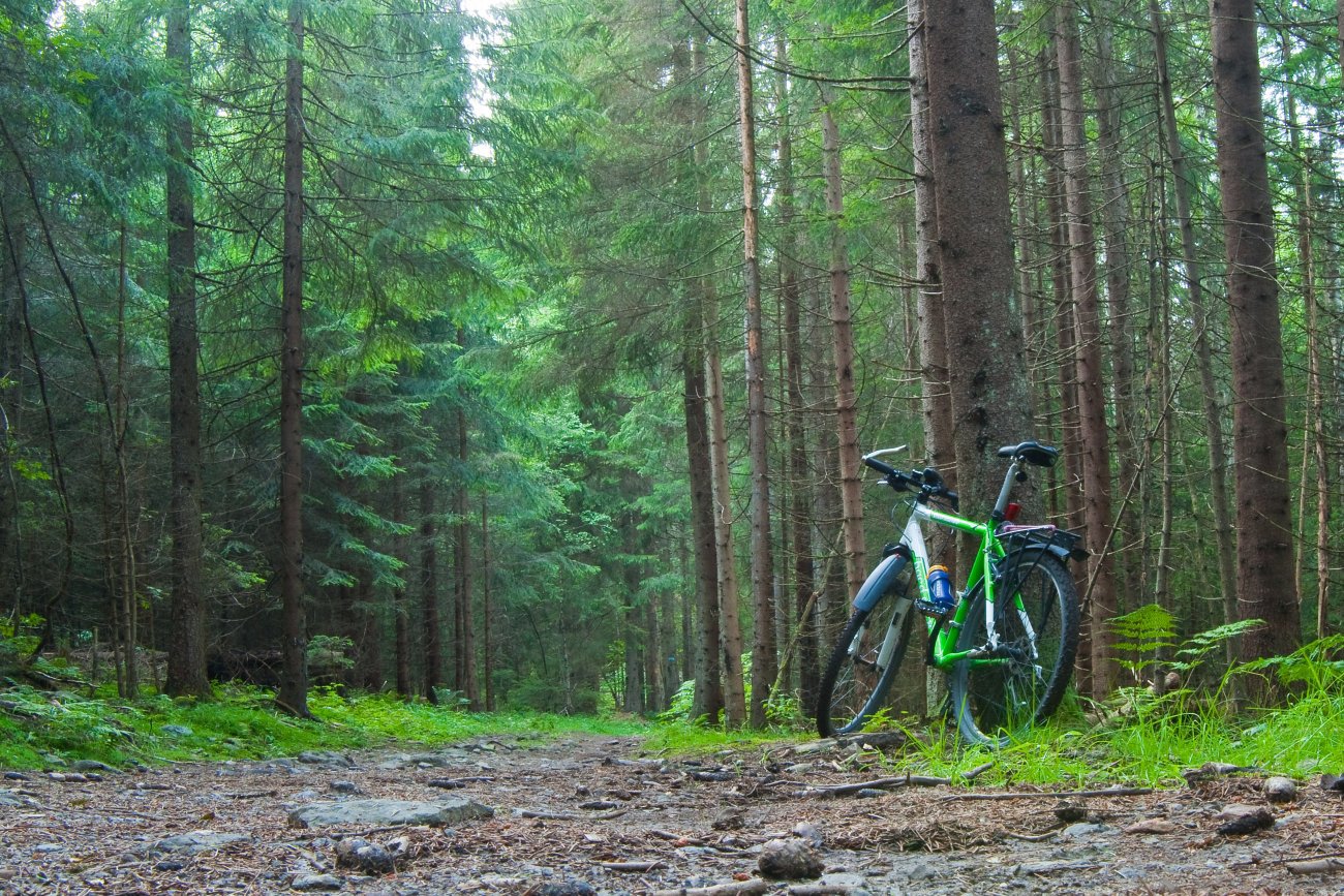 Grønnfarger i kveldstimen