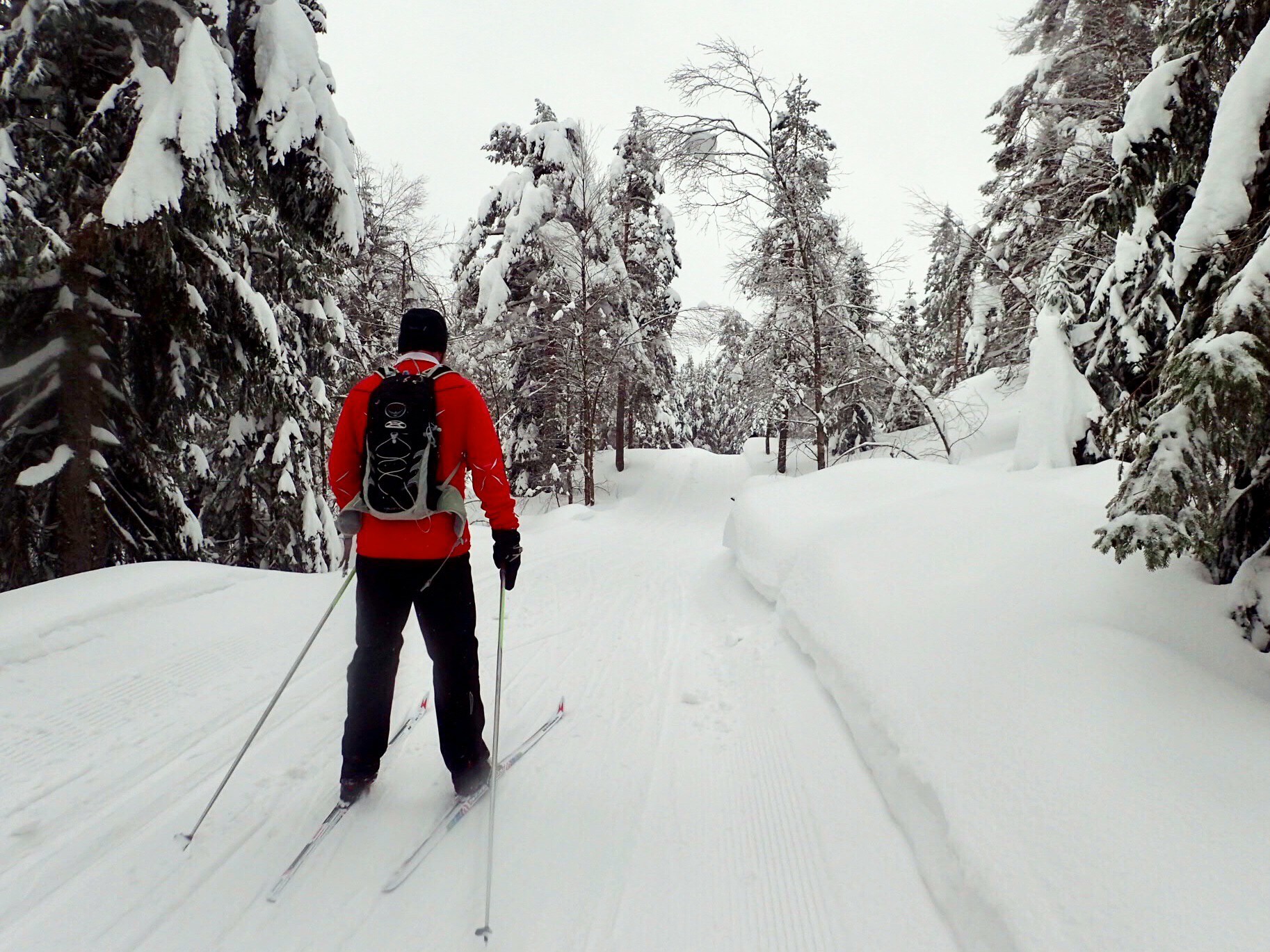 Grønt lys gjennom Turtermarka