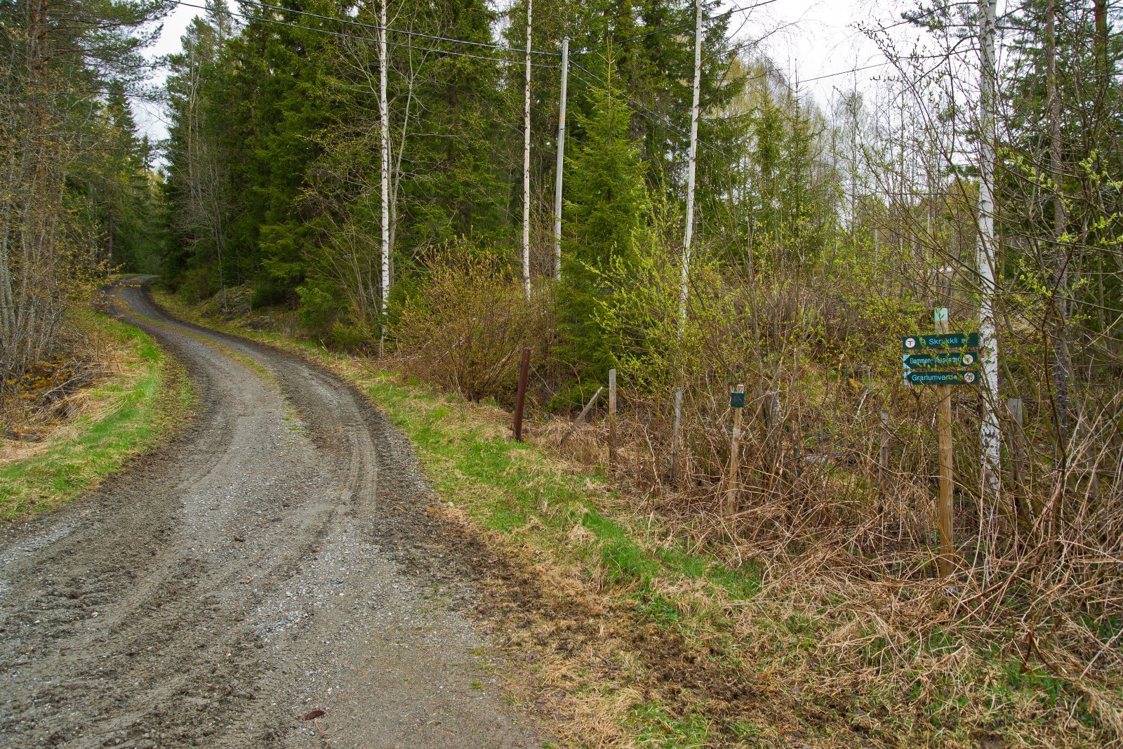 Grønt på en grå dag