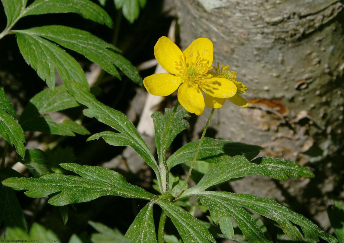 Gulveis - Bærums kommuneblomst