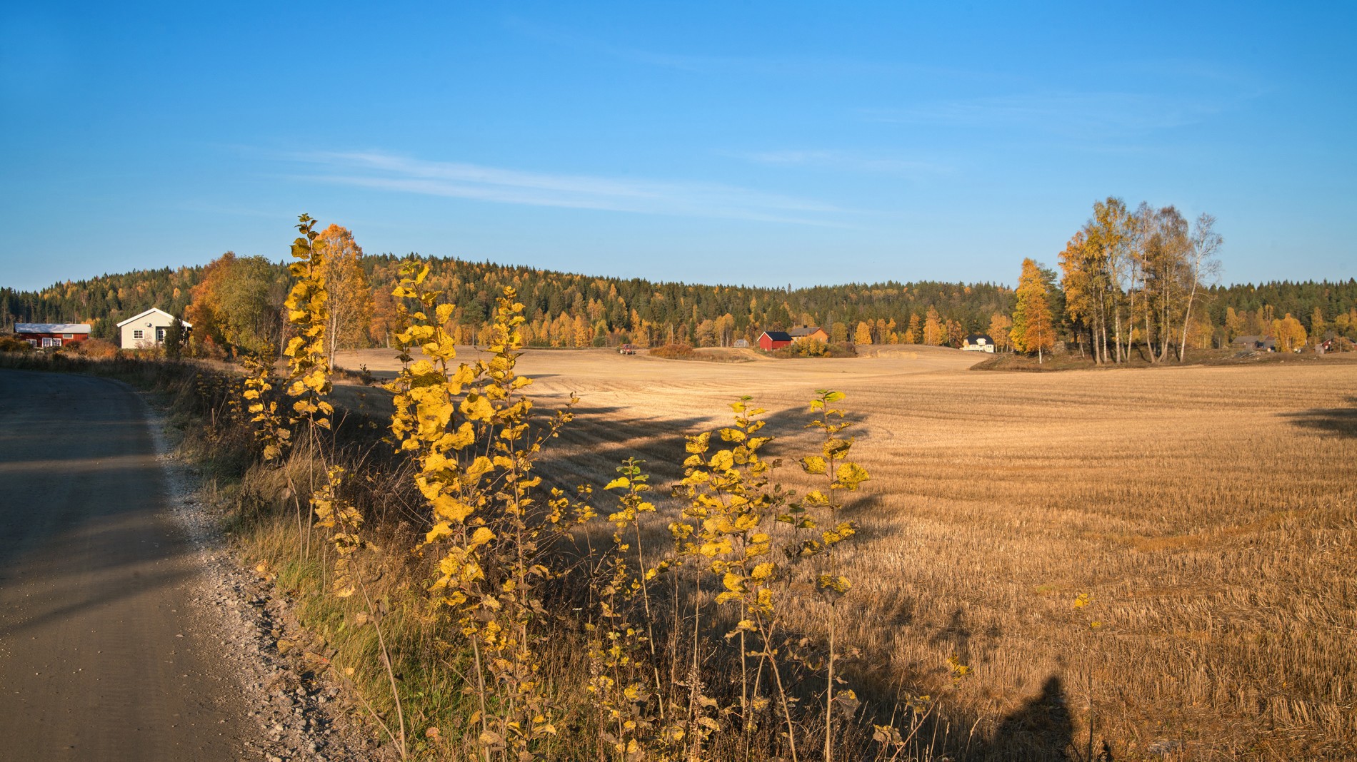 Gyllen ettermiddag langs Kjølstadveien