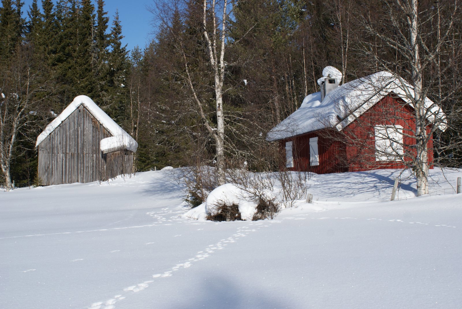 Harespor inn til Sjosætra
