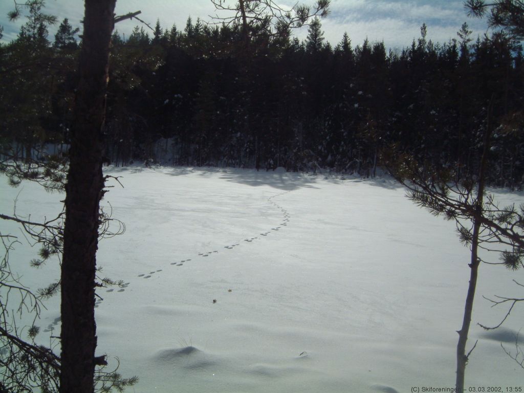 Harespor ved Steinsjøen