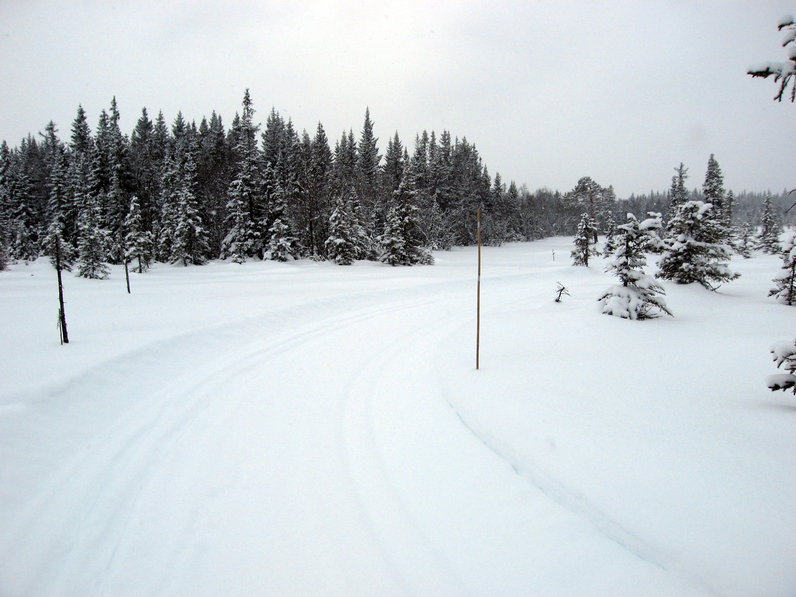 Haslimyra på Laugarunden