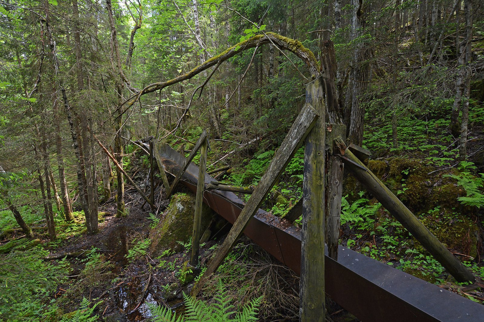 Haukerenna, tilgrodd og råtnende