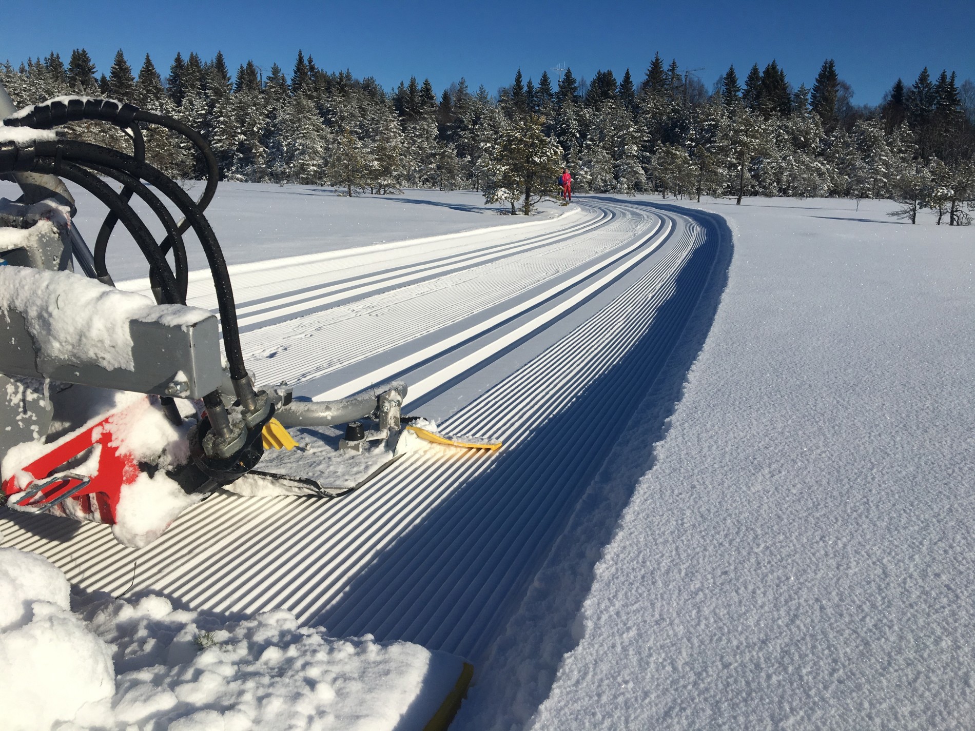 Hebekkmåsan i Nøstvedmarka
