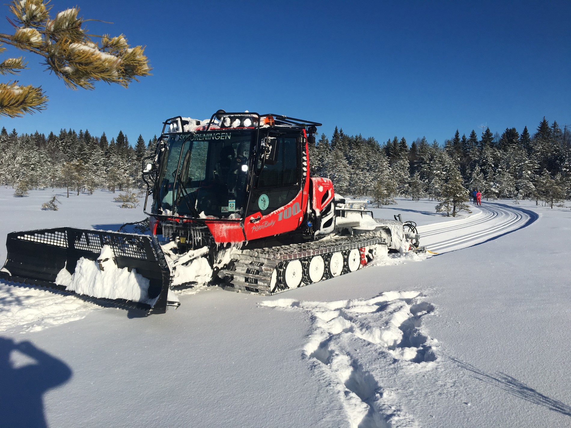 Hebekkmåsan i Nøstvedmarka