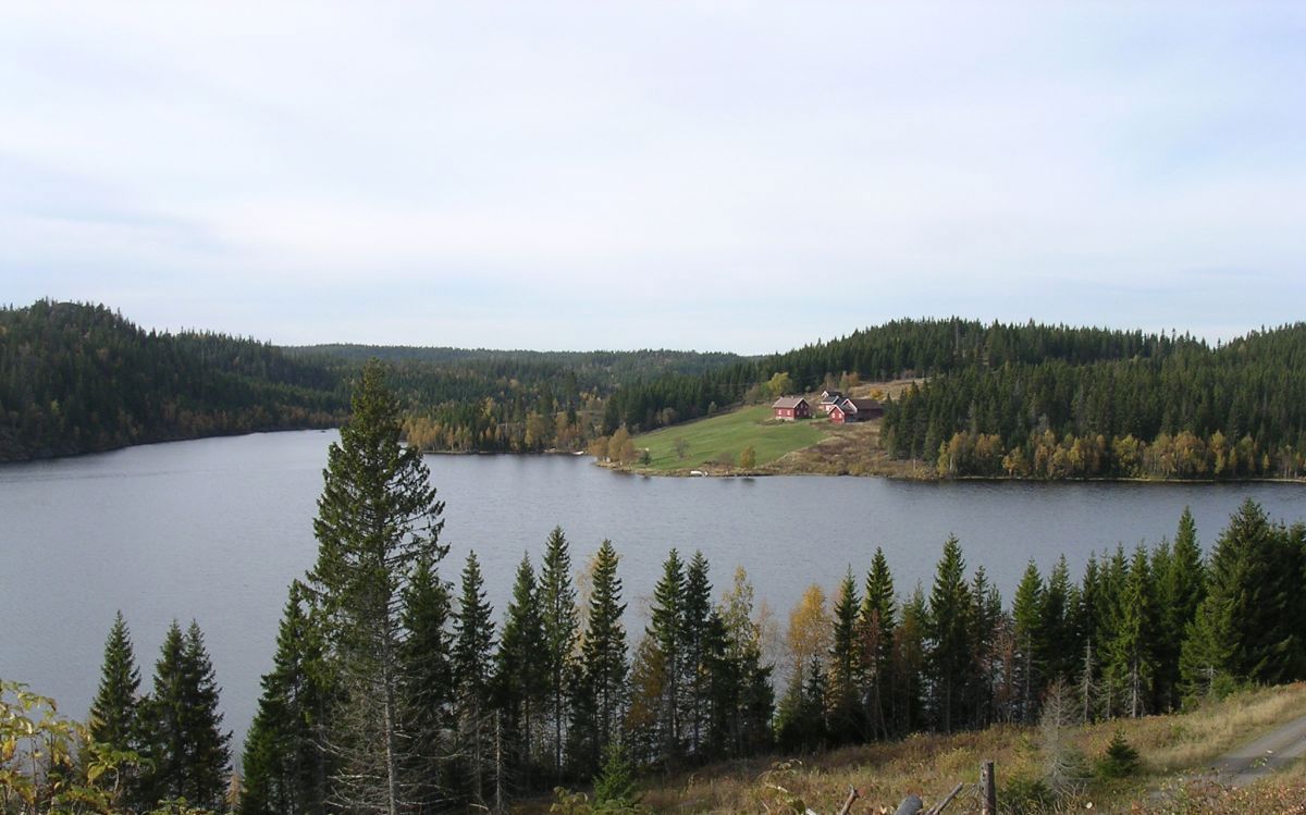 Heggelia i oktobersol