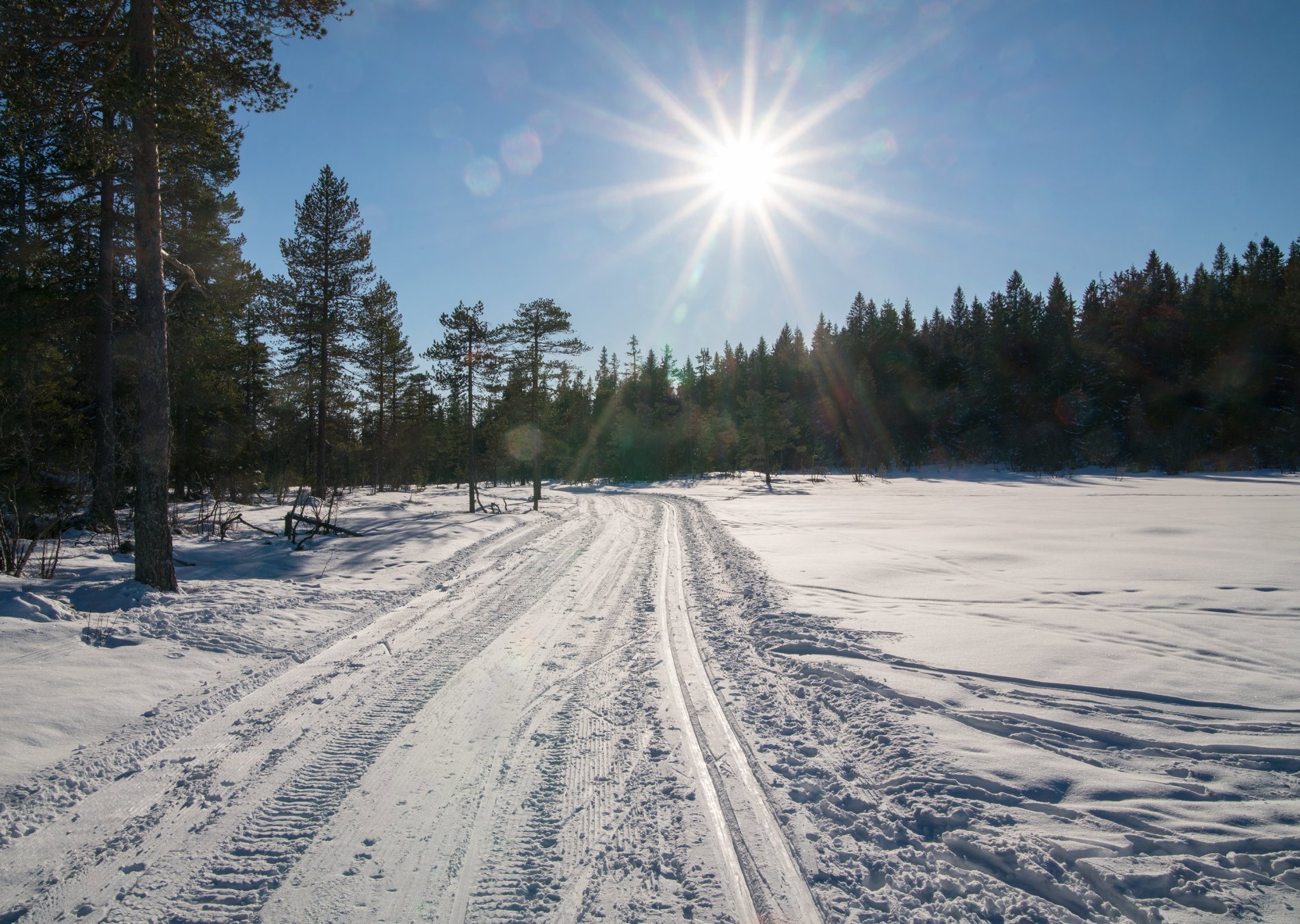 Helt strålende ved Sjustakemyr